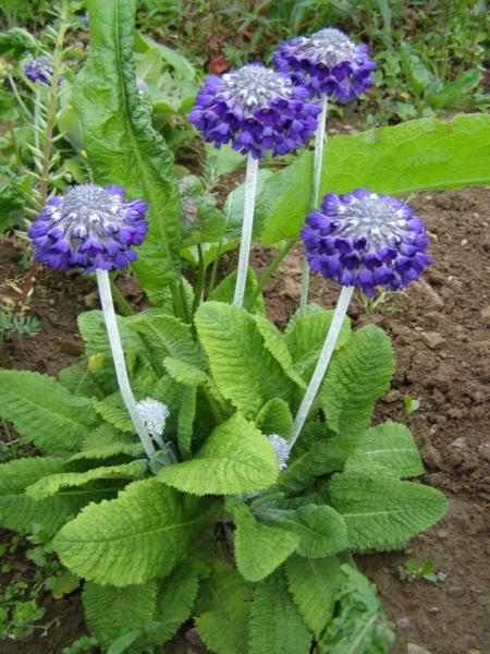Primula Mooreana (1141)